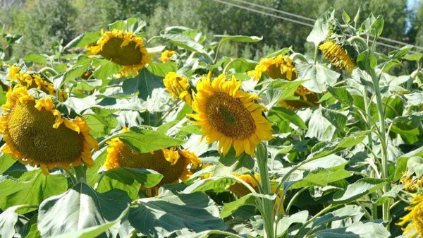 实皆省遵纳县区现财年冬季期种植的向日葵作物正在茁壮成长
