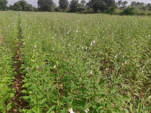 马圭省本漂县区现财年种植的夏芝麻已超过规划面积