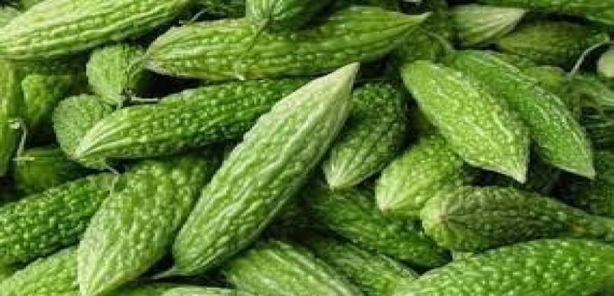 伊洛瓦底省姜贡县区种植生产出来的苦瓜购买者众多销路良好