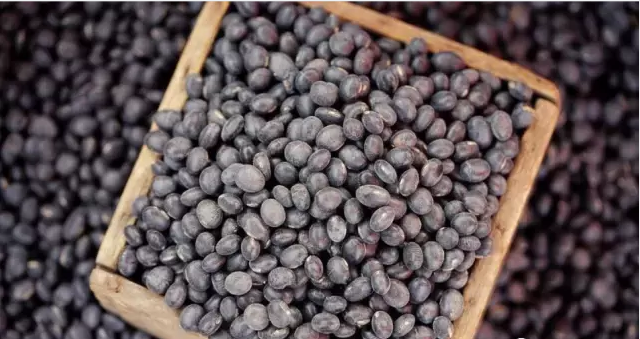 实皆省瑞帽县区现财年冬季种植3千多英亩黑麦豆已完成采收工作