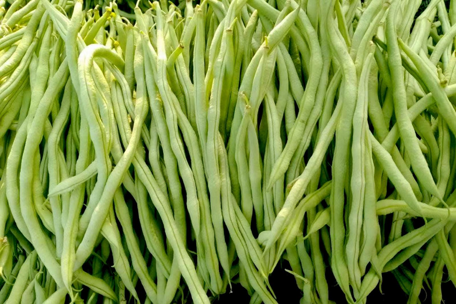 伊洛瓦底省宫漂县区3月间向仰光大都市输送出了大量的的菜豆