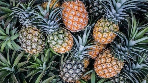 曼德勒省皎勃东县区卜巴山区农民们种植菠萝蜜果树成功收益良好