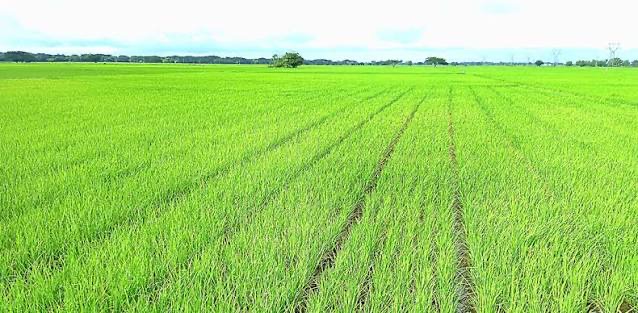 马圭省额别县区利用曼溪水坝水源完成夏季稻7百多英亩种植工作