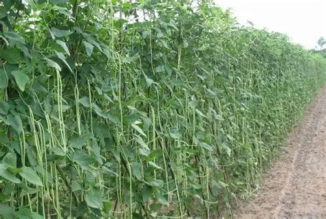 马圭省本漂县区作为冬作物种植的豇豆已全部完成采收工作