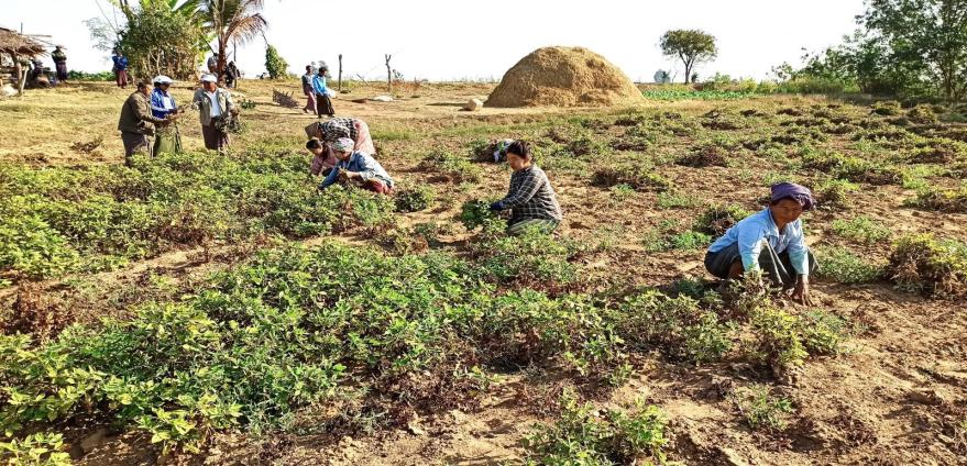 伊洛瓦底省渺弥亚县区冬季种植的2千多英亩冬花生已完成采收