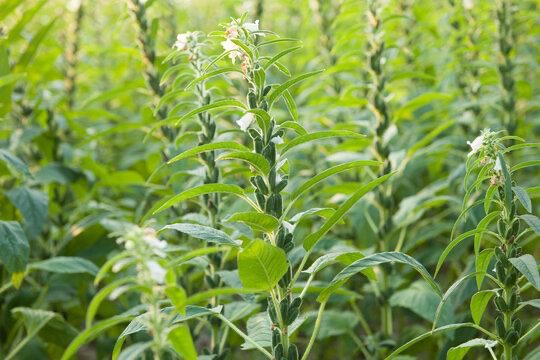 马圭省本漂县区由于农业用水充足种植的夏芝麻作物都在茁壮成长