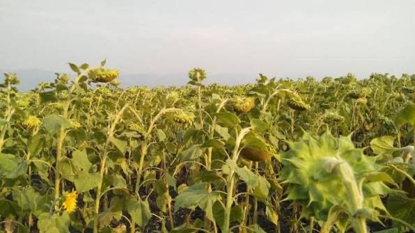 实皆省阿亚多县区冬季种植的向日葵作物已全部完成采收工作