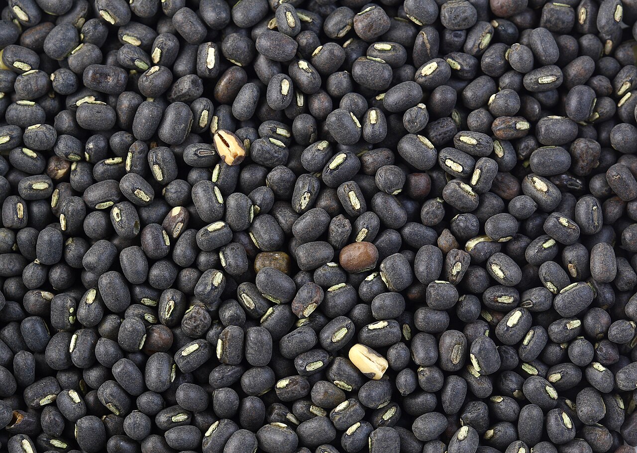 伊洛瓦底省扎伦县区向仰光市输送出 大量黑麦豆产品