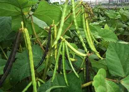 实皆省格礼县区作为冬作物种植的冬绿豆已全部完成采收工作