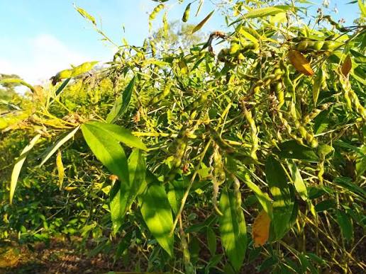 实皆省布达林县区今年雨季规划种植木豆3万多英亩