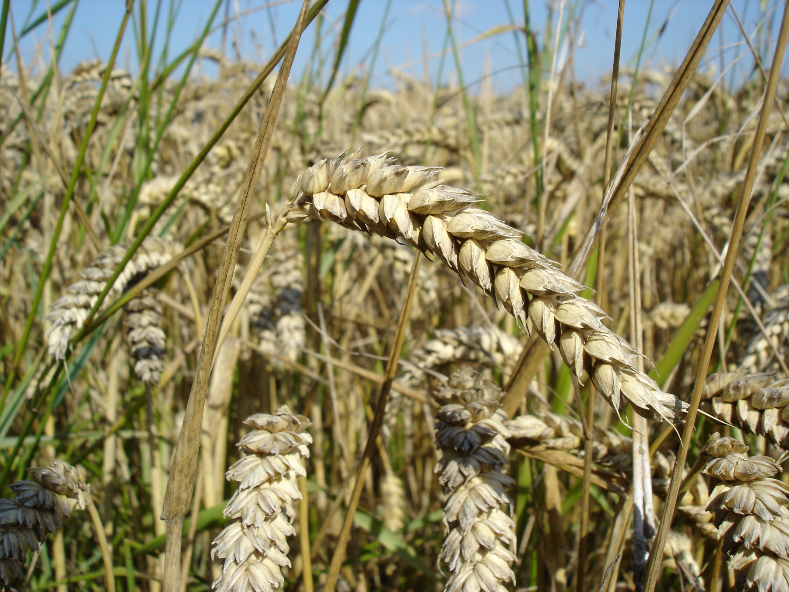 实皆省昌吴县区种植的1.2万多英亩冬小麦已完成7千多英亩采收