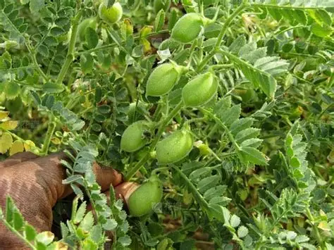 实皆省迪姜县区作为冬作物种植的鹰嘴豆已全部完成采收工作