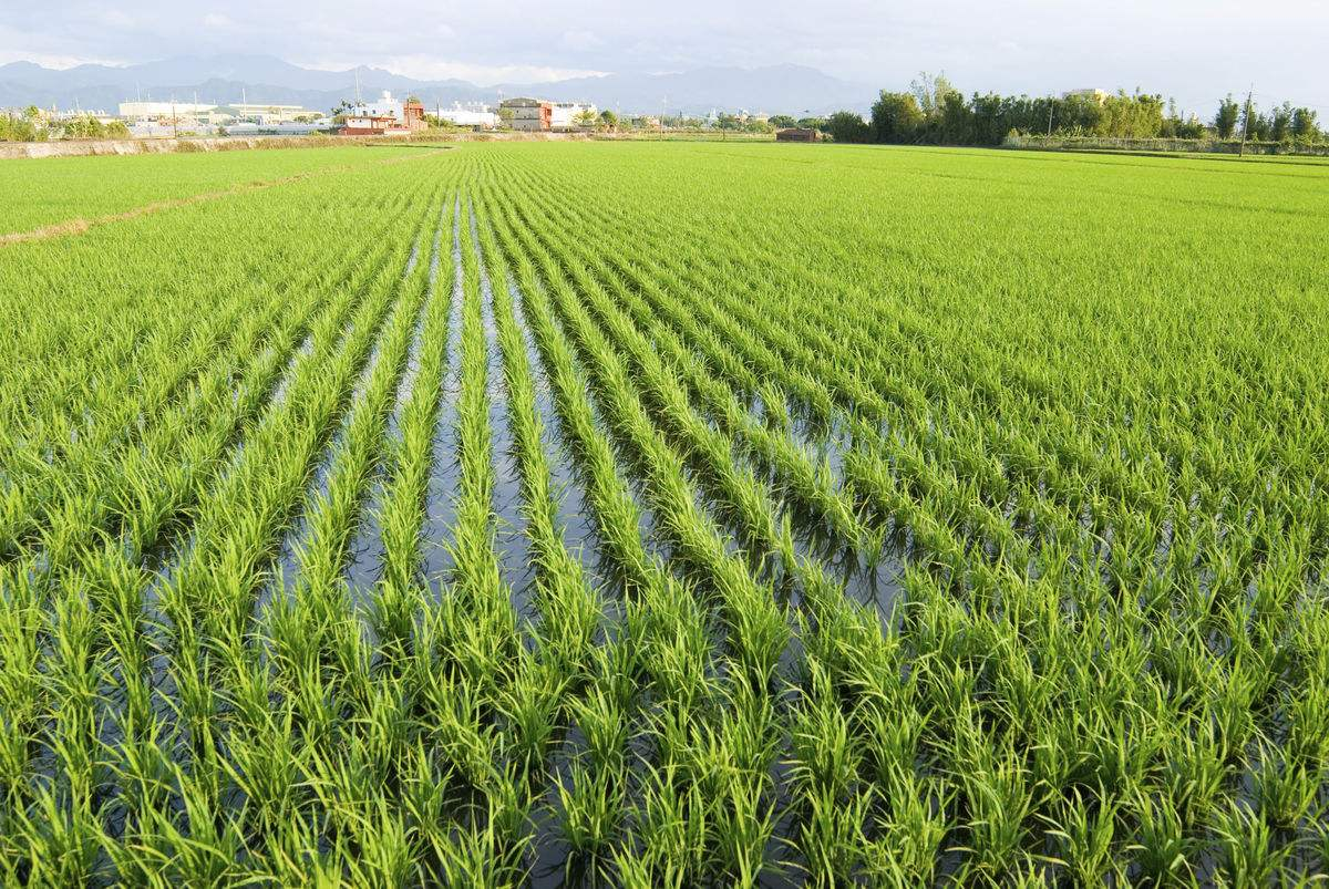实皆省甘布鲁专区今年雨季规划种植各种雨作物62万多英亩