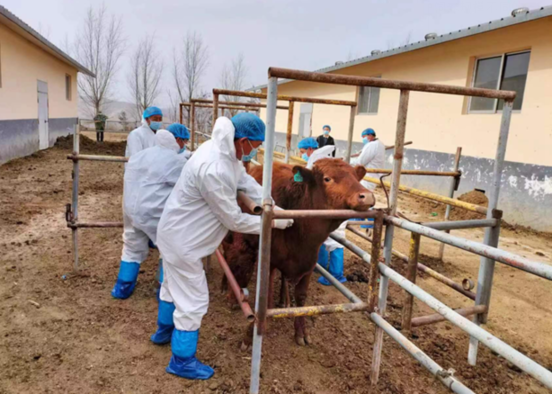 蒙古国家发现了快速传染的口蹄疫