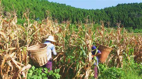 实皆省达木专区冬季种植的玉蜀黍已全部完成采收工作