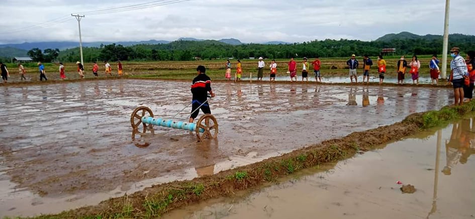 仰光省宋割县区今年雨季规划种植雨季稻15.3万多英亩