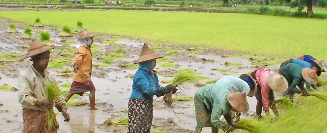 伊洛瓦底省瓦溪码县区规划种植雨季稻21万英亩已种5.7万英亩