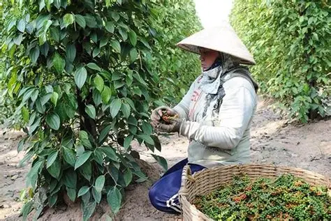 越南国家今年上半年6个月出口胡椒近15万吨