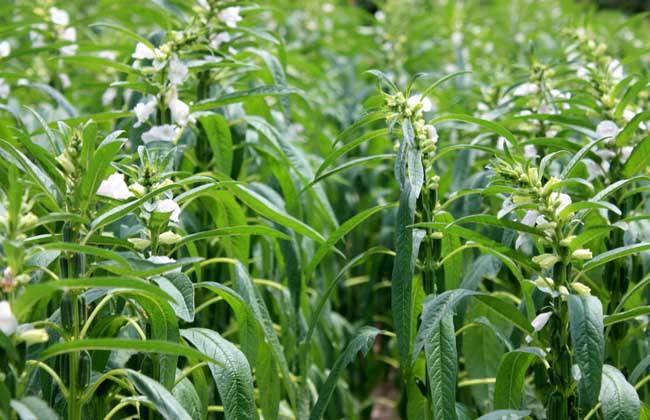 实皆省阿亚多县区今年雨季规划种植雨芝麻4.3万多英亩
