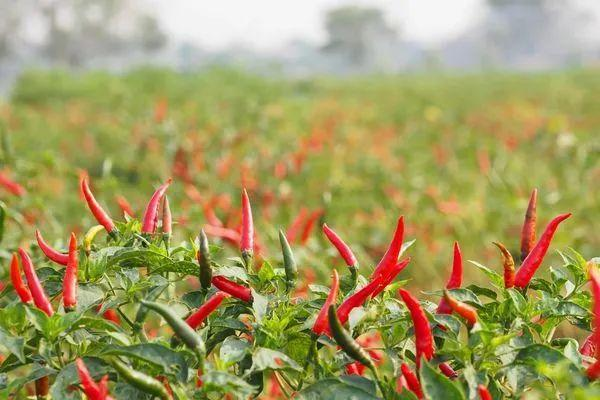 马圭省本漂县区雨季规划种植辣椒作物500多英亩已种200多英亩