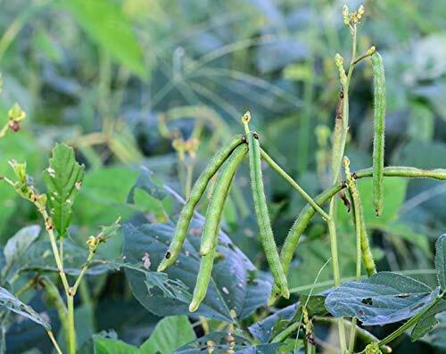 实皆省甘布鲁县区今年雨季规划种植绿豆作物9万多英亩
