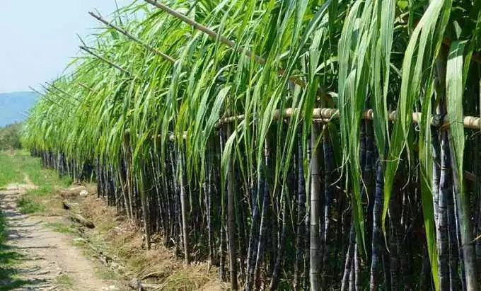 实皆省果林专区今年雨季规划种植甘蔗1千多英亩