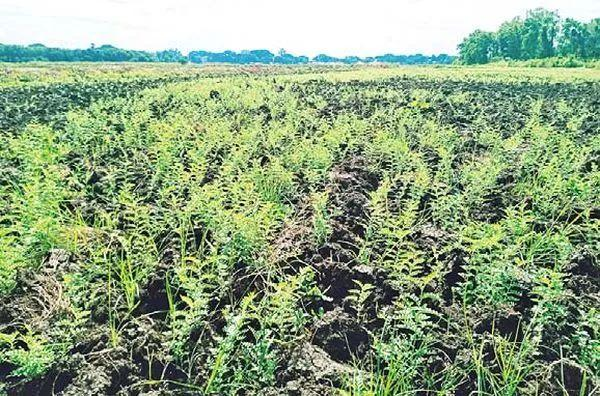 马圭省本漂县区规划种植雨作物14万多英亩已种植5.4万多英亩