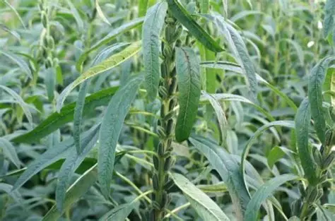 实皆省实皆县区今年雨季规划种植雨芝麻2.4万多英亩