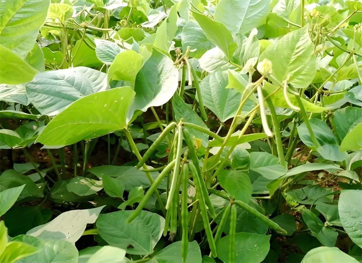 实皆省遵纳县区今年雨季规划种植雨绿豆5千多英亩