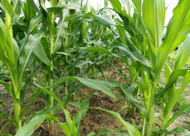 实皆省遵纳县区雨季规划种植玉米1.8万多英亩已种8千多英亩