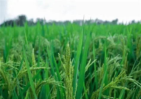 实皆省实皆县区今年夏季种植了夏季稻4千多英亩