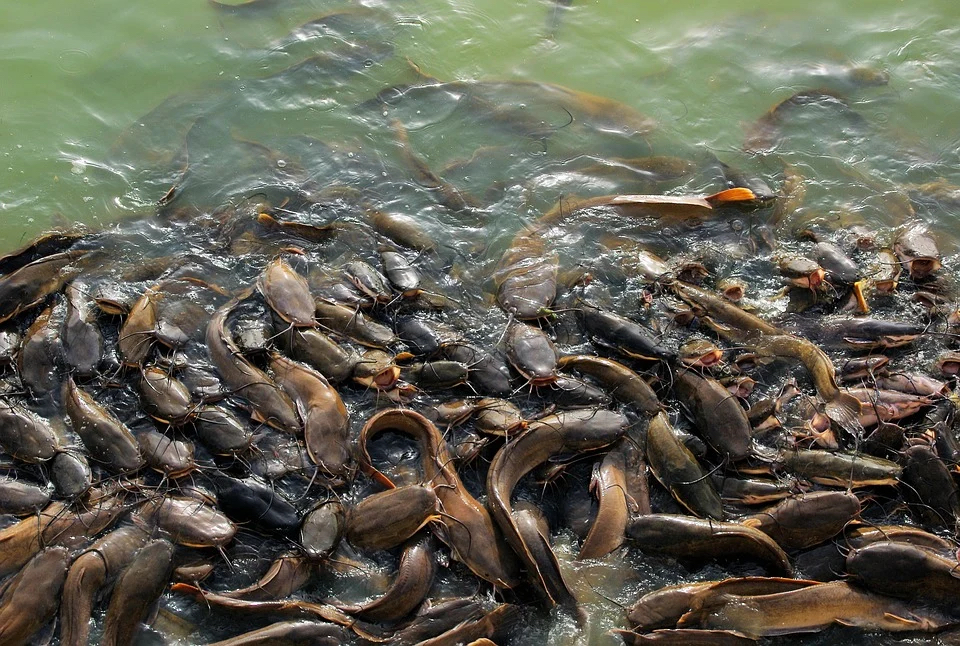 伊洛瓦底省吉叻县区向仰光市输出大量的水产品鲇鱼