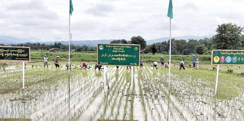 掸邦东部孟萨县区规划种植雨季稻4万多英亩包括波山香米良种