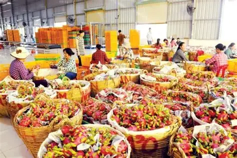 越南国家今年头7个月由蔬菜瓜果出口获得47多亿美元的收入
