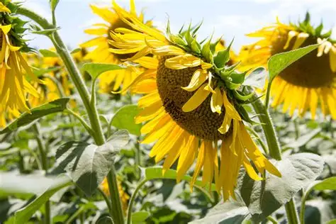 马圭省本漂县区规划种植雨作物13万多英亩已种植9万多英亩