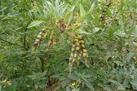 马圭省本漂县区现财年雨季种植的木豆已超过6千英亩