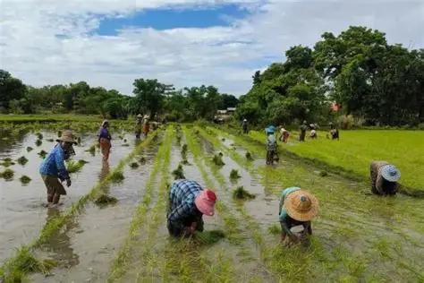 实皆省格礼瓦县区今年雨季节期间规划种植雨季稻1.8万多英亩