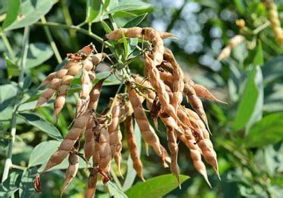 实皆省昌吴县区今年雨季规划种植木豆2万多英亩