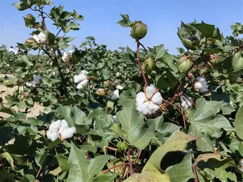 实皆省实皆县区雨季规划种植棉花1.6万多英亩已种4千多英亩