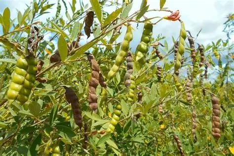 实皆省淡色县区现财年规划种植木豆2千多英亩已种1千多英亩