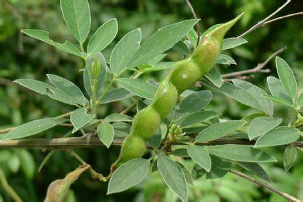 实皆省蒙育瓦县区雨作物种植季节规划种植木豆1.2万多英亩