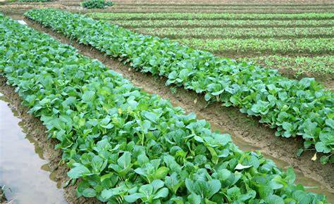 内比都地区现财年各种植季节期间规划种植各种作物54万多英亩