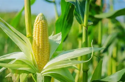 马圭省本漂县区现财年雨季已种植玉蜀黍作物2千多英亩