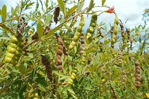 实皆省实皆县区今年规划种1.9万多英亩木豆已种植近1.5万英亩