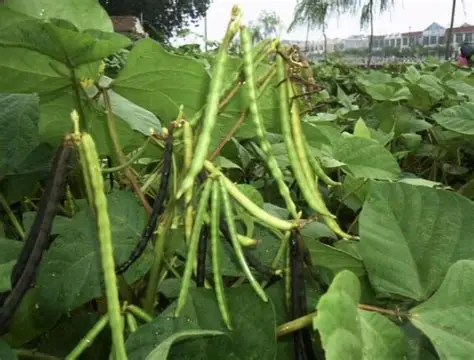 实皆省淡色县区规划年种植雨绿豆1.7万多英亩已种植近1万英亩