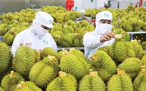 越南国家今年(2026年)头8个月由榴莲出口获得19.5亿美元收入