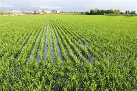 曼德勒省密达县区规划种植的雨季稻已完成3.8万多英亩种植工作