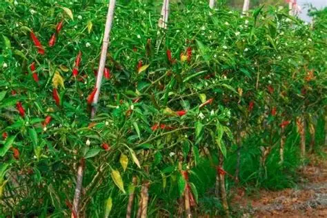 马圭省本漂县区冬季期间将规划种植辣椒作物1,200多英亩