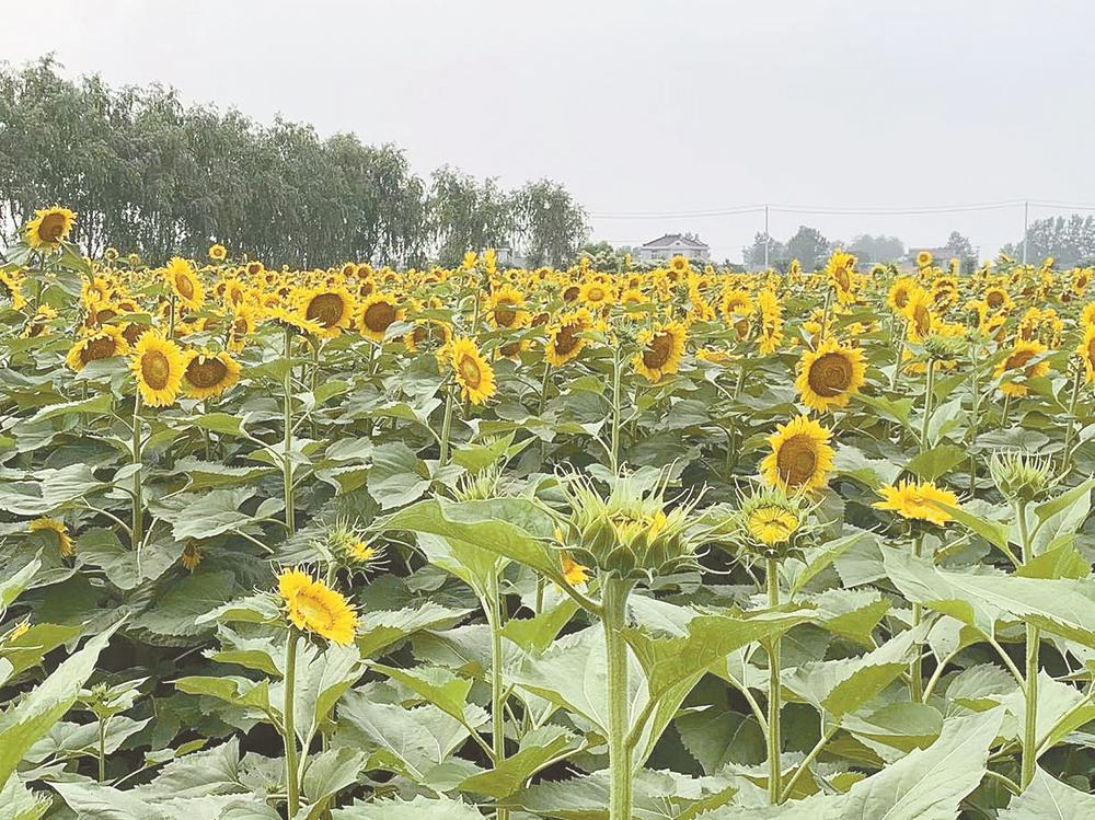实皆省昌吴县区规划种植1.3万多英亩雨油料作物已种2千多英亩
