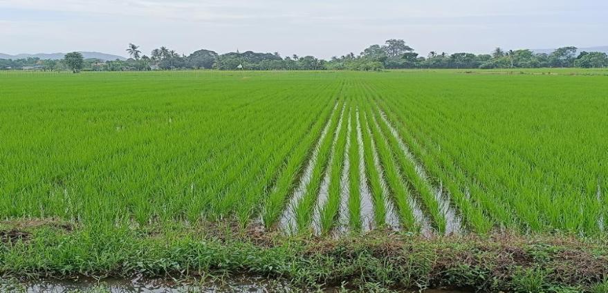 伊洛瓦底省渺弥亚专区完成今年雨季稻52万多英亩的种植工作